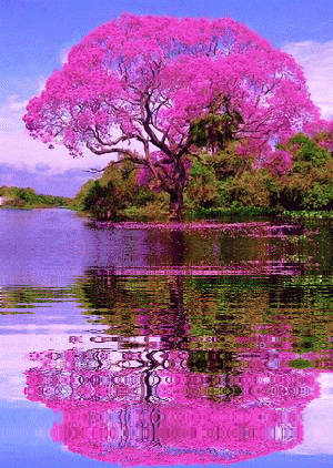 GIF: Árbol rosa reflejado en el agua