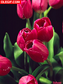 GIF: Hermosos tulipanes