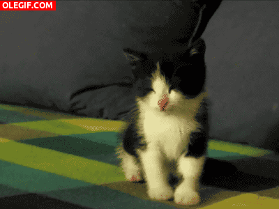GIF: Este gatito tiene sueño