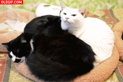 GIF: Gato blanco y gato negro