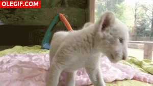 GIF: Mira a estos cachorros de león albinos