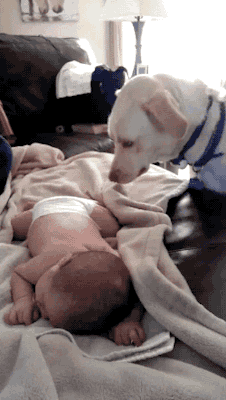 GIF: Mira al perro arropando al bebé