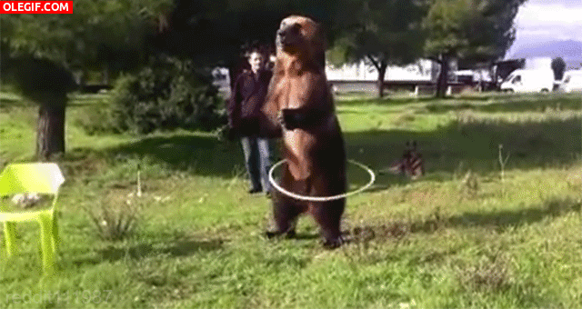 GIF: Mira a este oso bailando el hula-hoop