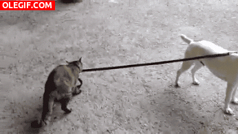 GIF: A este gato le gusta pasear al perro