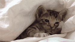 GIF: Metido entre las sábanas