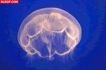 GIF: Medusa en movimiento