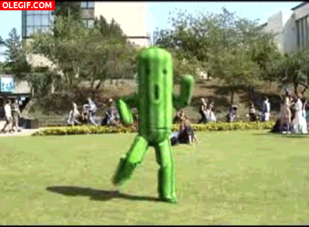 GIF: Un cactus bailarín