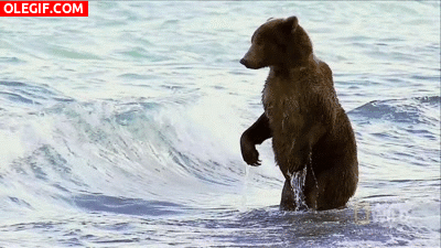 GIF: A este oso le gusta bañarse en el mar