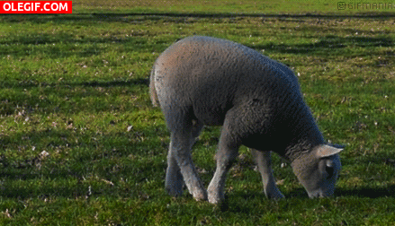 GIF: A esta oveja le gusta la hierba
