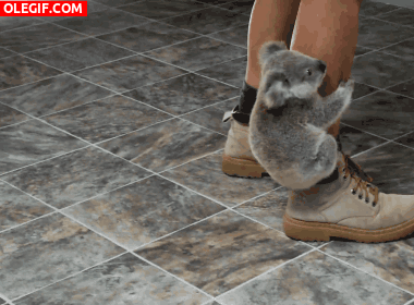 GIF: Este pequeño koala está bien agarrado