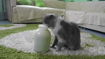 GIF: ¡Quiero beber leche!