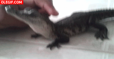 GIF: Este pequeño cocodrilo se deja acariciar