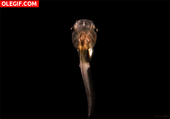 GIF: Metamorfosis de un renacuajo a rana