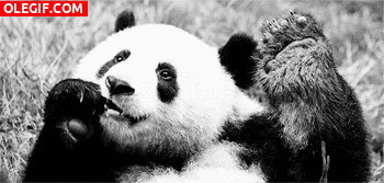 GIF: A este panda le gusta comer tumbado