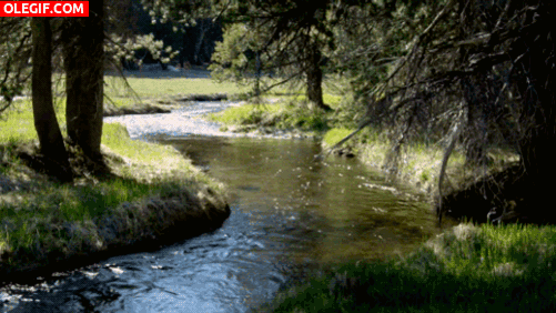 GIF: Río fluyendo en el bosque