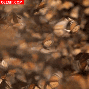 GIF: Mariposas monarca revoloteando