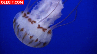 GIF: La vida de una medusa