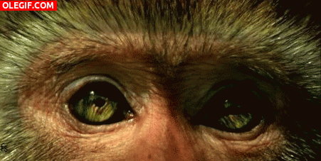 GIF: Los ojos de un mono