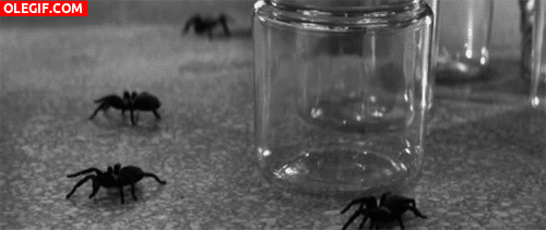 GIF: La fuga de las tarántulas