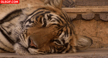 GIF: Tigre dormitando