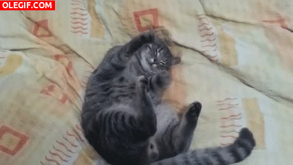 GIF: ¿Qué estará soñando este gato?