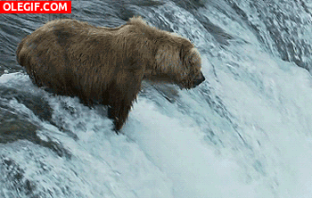 GIF: Mira a este oso pescando