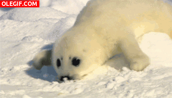 GIF: Pequeña foca reptando por la nieve
