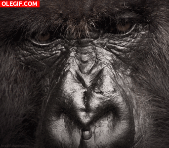 GIF: Gorila cerrando los ojos