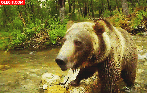 GIF: Este oso tiene hambre