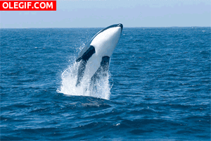 GIF: Orca saltando en el océano