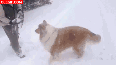 GIF: A este perro le gusta jugar con la nieve