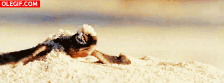 GIF: Mira a esta tortuga bebé saliendo de la tierra