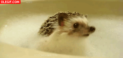 GIF: A este erizo le gustan los baños de espuma