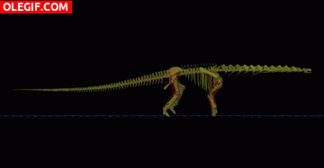 GIF: El esqueleto de un diplodocus caminando