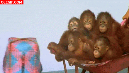 GIF: Pequeños orangutanes en una carretilla