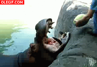 GIF: A este hipopótamo le gusta la sandía