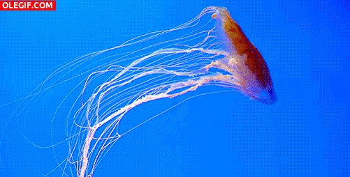 GIF: Medusa moviéndose en el agua