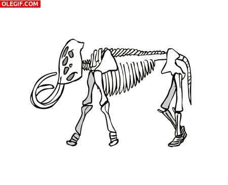 GIF: Esqueleto de mamut caminando
