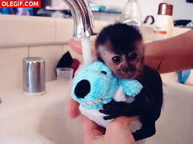 GIF: Mira cómo bañan al bebé mono
