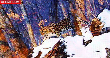 GIF: Leopardo caminando en un bosque nevado