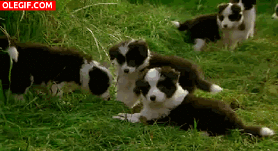 GIF: Estos cachorros disfrutan en la hierba