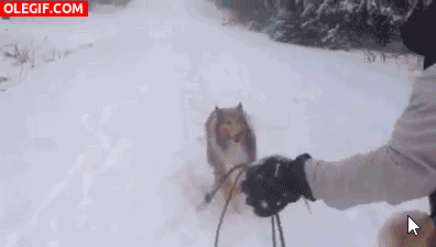 GIF: A este perro no le gusta que le tiren nieve a la cara