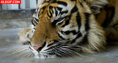 GIF: Mira cómo parpadea este tigre