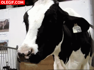 GIF: Una vaca rumiando