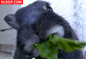 GIF: A este conejo le gustan las hojas verdes