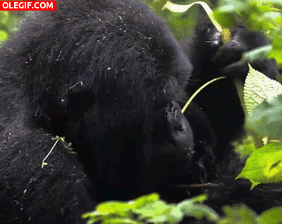 GIF: Gorila comiendo hojas