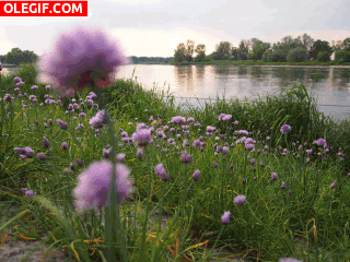GIF: Flores junto al río