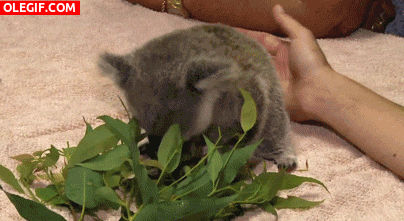 GIF: Mira a este pequeño koala comiendo