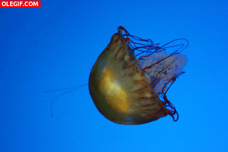 GIF: Los movimientos de una medusa