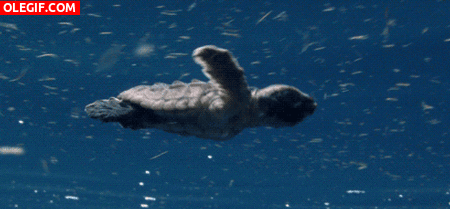 GIF: Pequeña tortuga nadando contra corriente